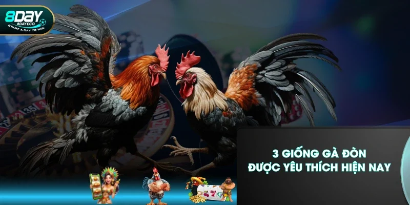 3 giống gà đòn được yêu thích hiện nay