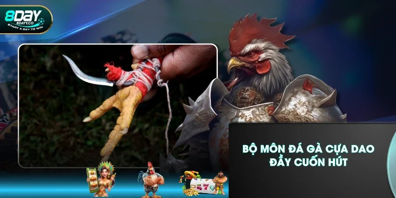 Bộ môn đá gà cựa dao đầy cuốn hút