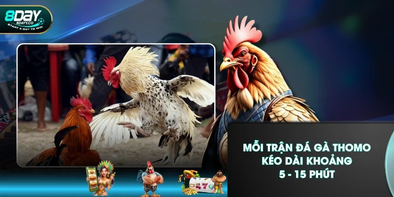 Mỗi trận đá gà Thomo kéo dài khoảng 5 - 15 phút