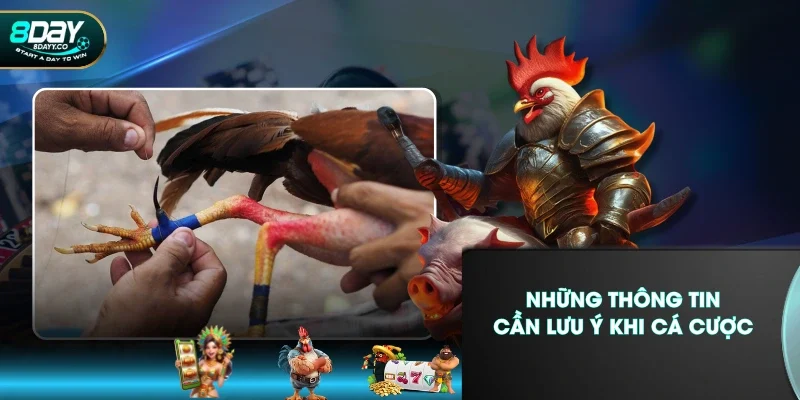 Những thông tin cần lưu ý khi cá cược
