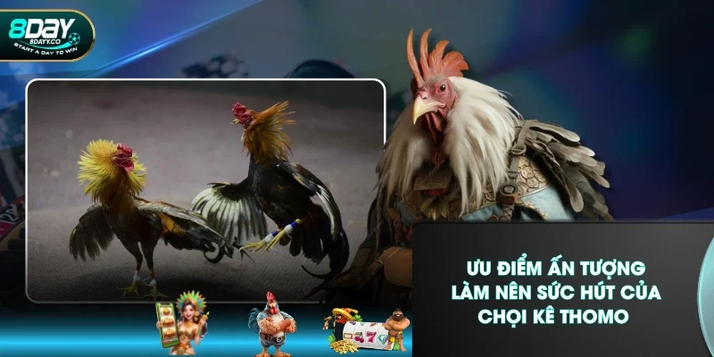 Ưu điểm ấn tượng làm nên sức hút của chọi kê Thomo